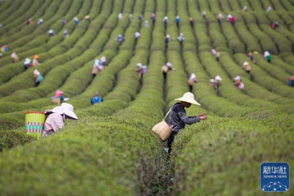 明前茶飘香 明前茶飘香