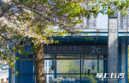春日限定！被樱花包围的长沙最美地铁站