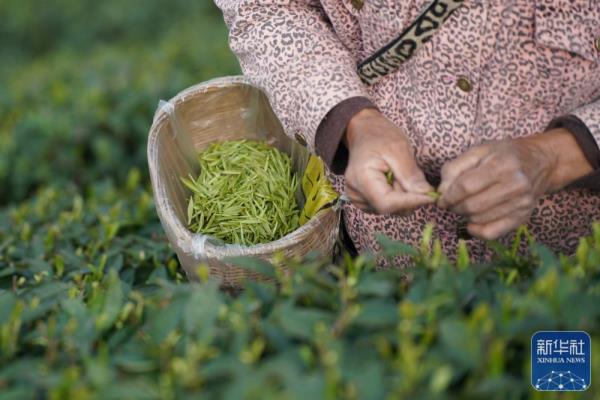明前茶飘香 明前茶飘香