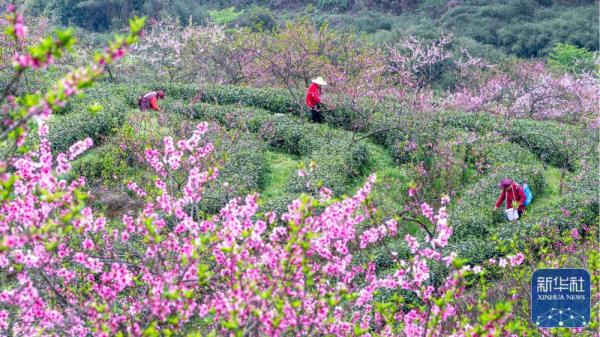 明前茶飘香 明前茶飘香
