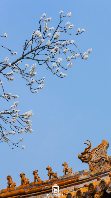 唯美！故宫发布杏花壁纸