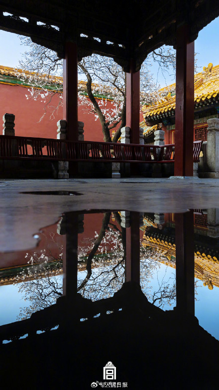 唯美！故宫发布杏花壁纸