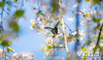 春日限定！被樱花包围的长沙最美地铁站