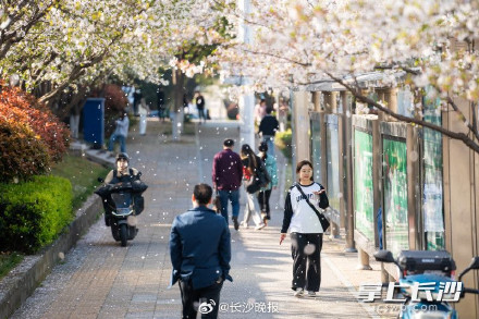 春日限定！被樱花包围的长沙最美地铁站