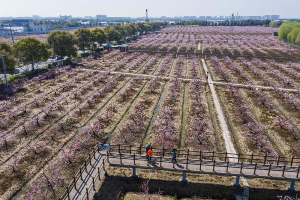 浙江嘉兴农民收入连续20年居全省前列 浙江嘉兴农民收入连续20年居全省前列