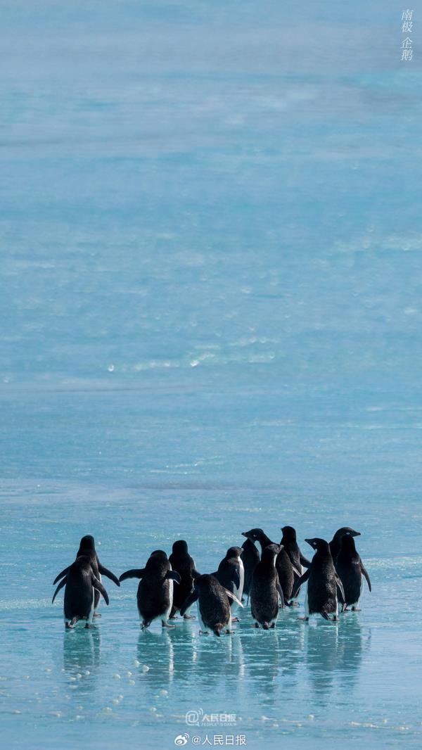 雪龙号和雪龙2号回到北半球，一组壁纸和南极说再见