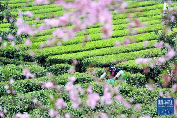明前茶飘香 明前茶飘香