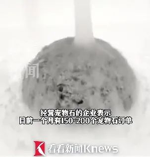 新奇!很多人把石头当宠物养!什么感觉? 新奇!很多人把石头当宠物养!什么感觉?