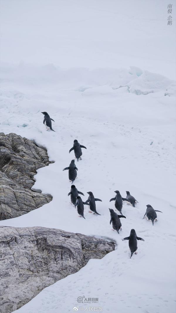 雪龙号和雪龙2号回到北半球，一组壁纸和南极说再见