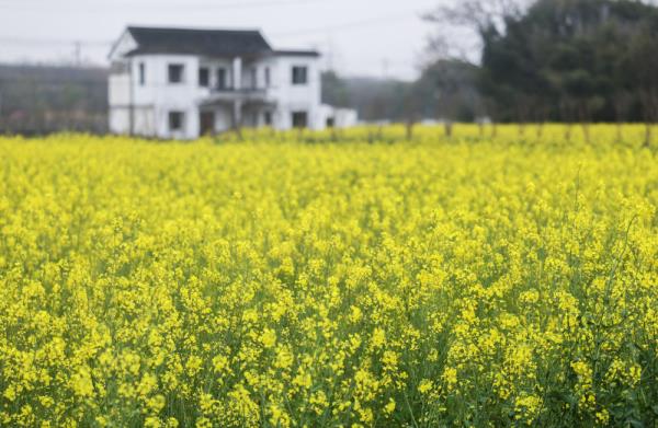 浙江嘉兴农民收入连续20年居全省前列 浙江嘉兴农民收入连续20年居全省前列