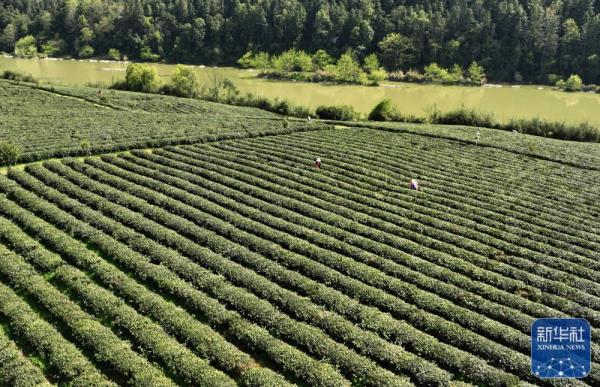 明前茶飘香 明前茶飘香