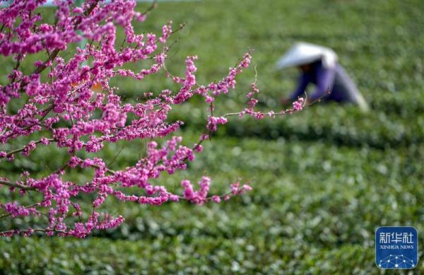 明前茶飘香 明前茶飘香
