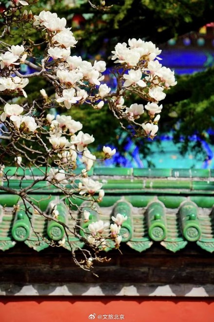 美！天坛斋宫玉兰花映红墙
