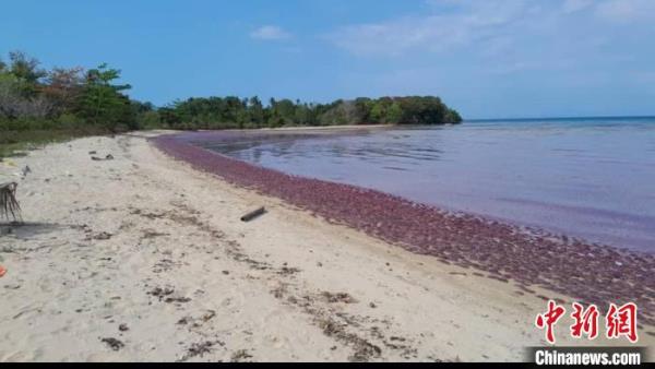 马来西亚沙巴海滩现“水母潮”