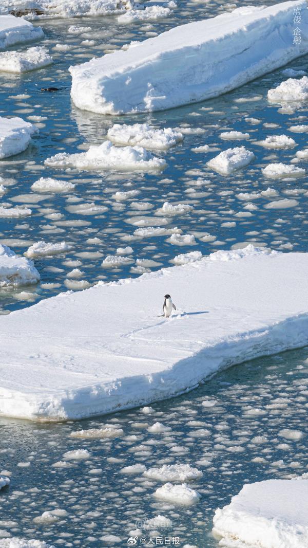 雪龙号和雪龙2号回到北半球，一组壁纸和南极说再见