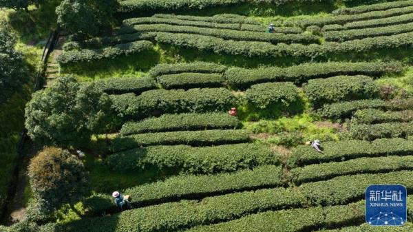 明前茶飘香 明前茶飘香
