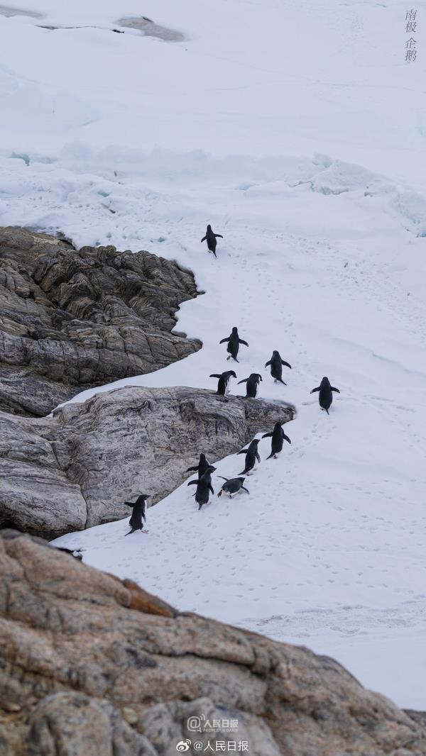 雪龙号和雪龙2号回到北半球，一组壁纸和南极说再见