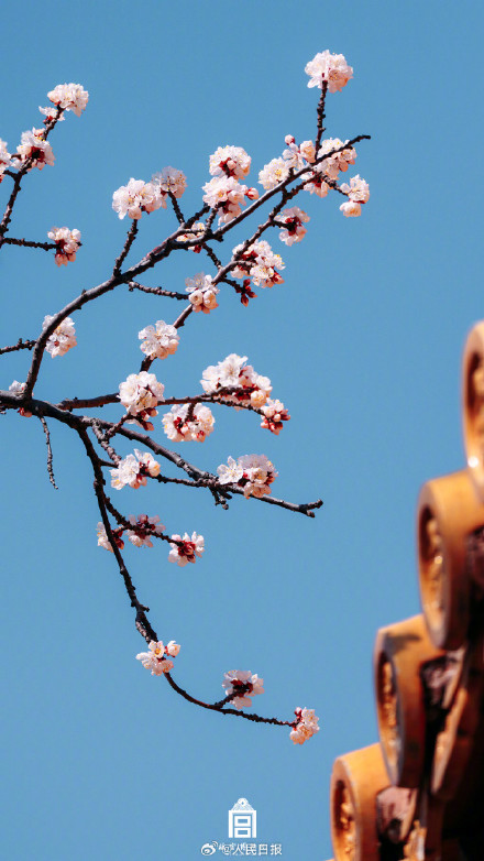唯美！故宫发布杏花壁纸