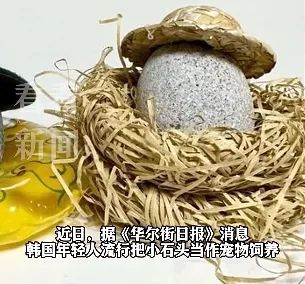 新奇!很多人把石头当宠物养!什么感觉? 新奇!很多人把石头当宠物养!什么感觉?