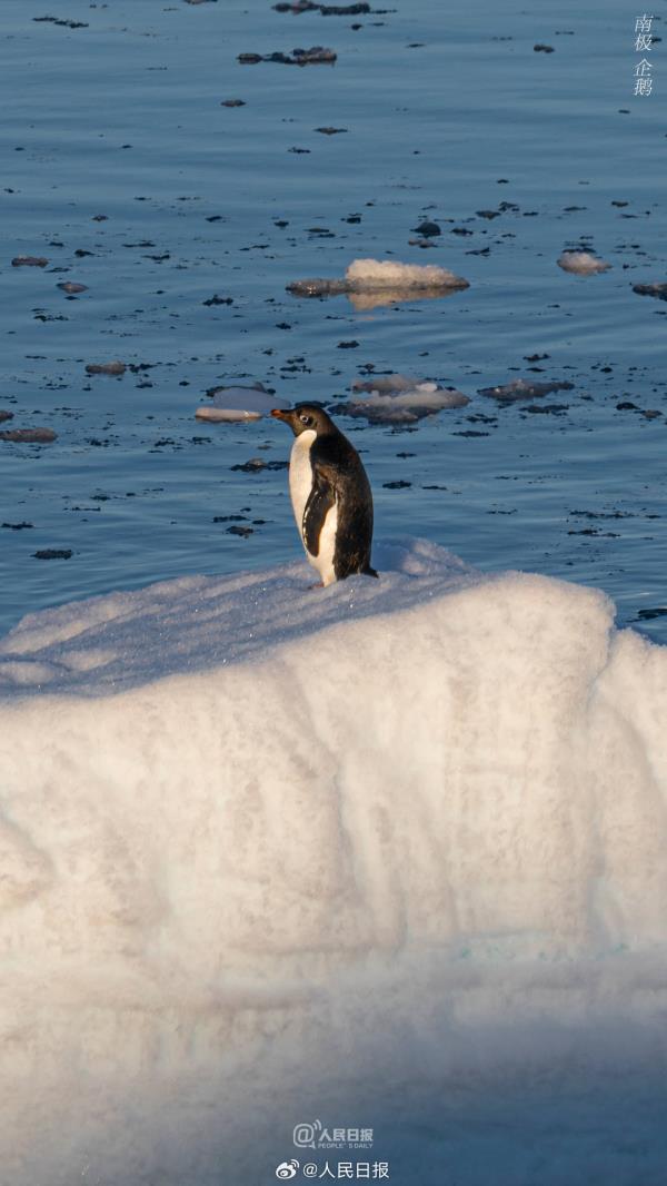 雪龙号和雪龙2号回到北半球，一组壁纸和南极说再见
