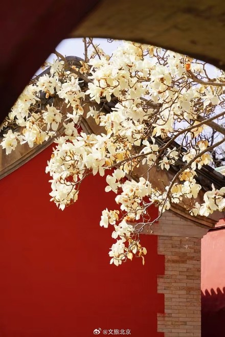 美！天坛斋宫玉兰花映红墙
