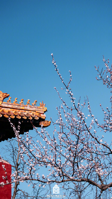 唯美！故宫发布杏花壁纸
