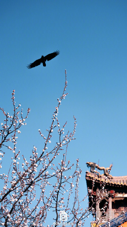 唯美！故宫发布杏花壁纸