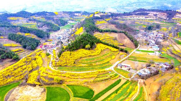 甘肃成县光杆杆到金灿灿荒山沟变成聚宝盆