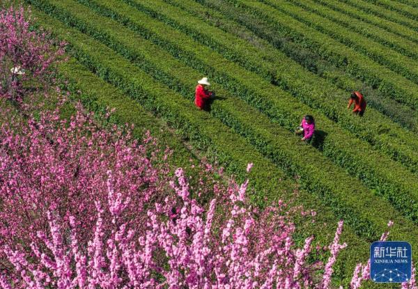 明前茶飘香 明前茶飘香