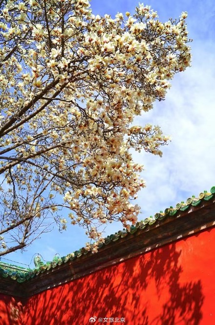 美！天坛斋宫玉兰花映红墙