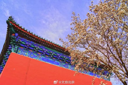 美！天坛斋宫玉兰花映红墙