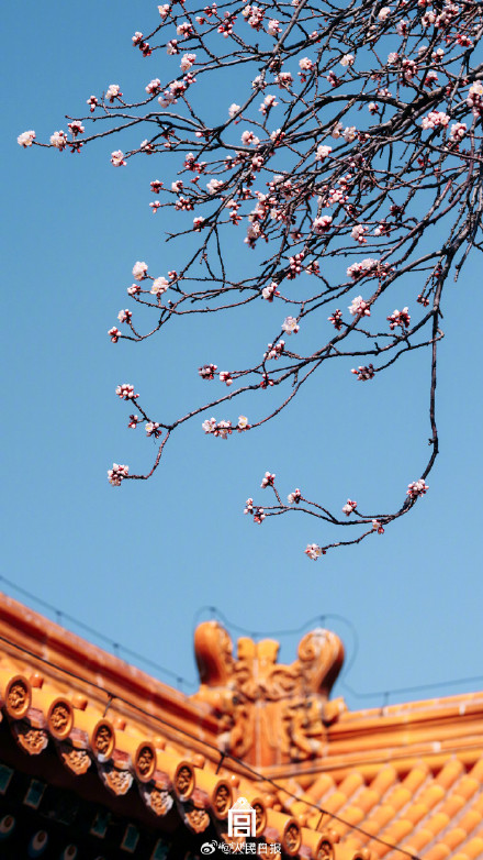 唯美！故宫发布杏花壁纸