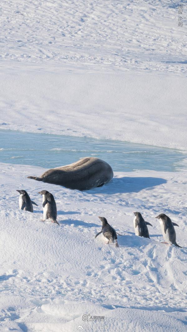 雪龙号和雪龙2号回到北半球，一组壁纸和南极说再见