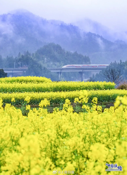 列车花海同框自带氛围感