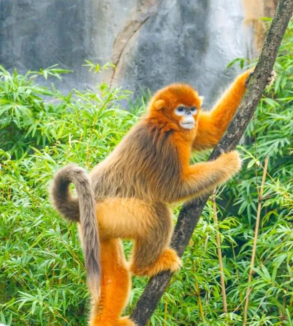 30年首次!武汉动物园抛出喜讯