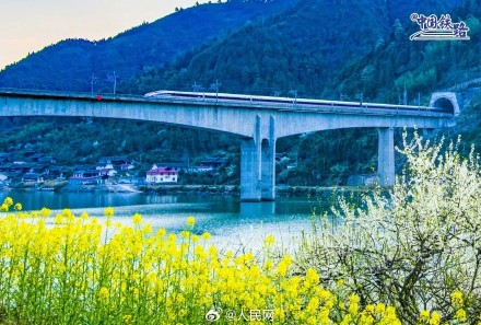 开往春天！春日花海与列车同框好浪漫