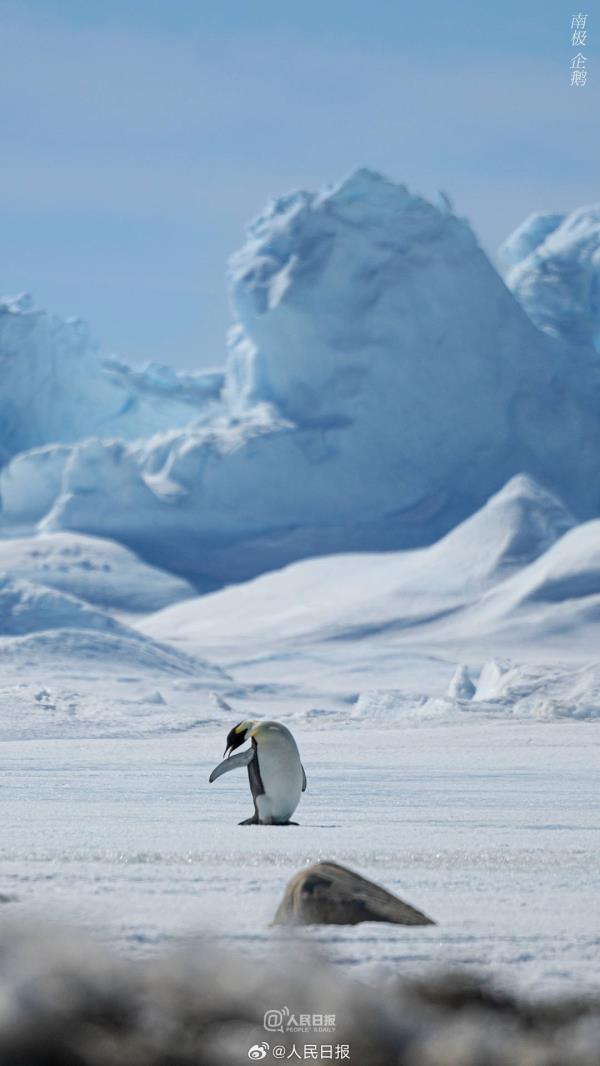 雪龙号和雪龙2号回到北半球，一组壁纸和南极说再见