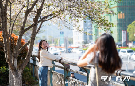 春日限定！被樱花包围的长沙最美地铁站