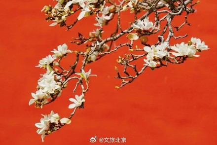 美！天坛斋宫玉兰花映红墙