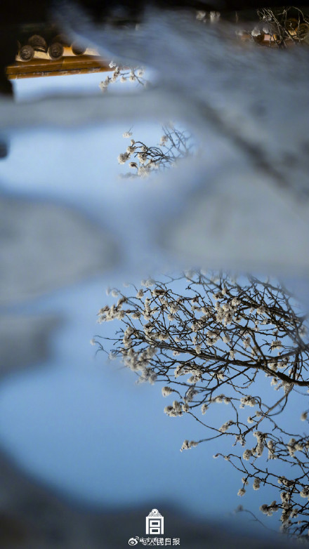 唯美！故宫发布杏花壁纸