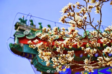 美！天坛斋宫玉兰花映红墙