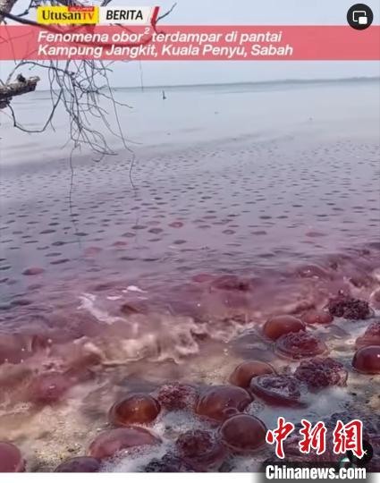 马来西亚沙巴海滩现“水母潮”