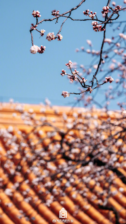 唯美！故宫发布杏花壁纸