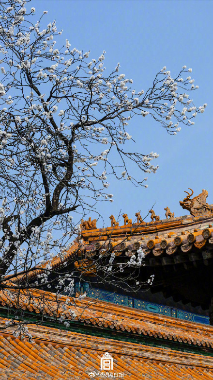 唯美！故宫发布杏花壁纸