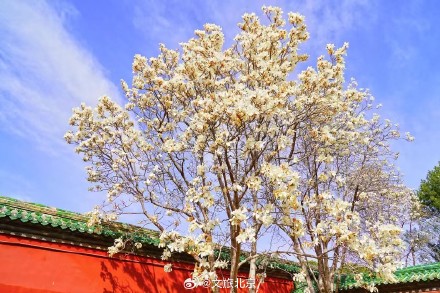 美！天坛斋宫玉兰花映红墙
