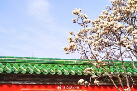 美！天坛斋宫玉兰花映红墙