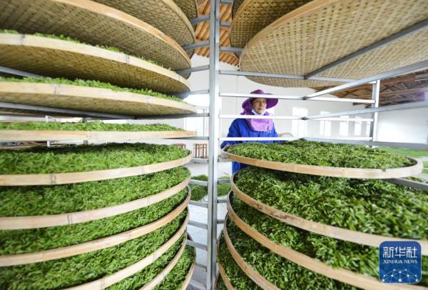 明前茶飘香 明前茶飘香