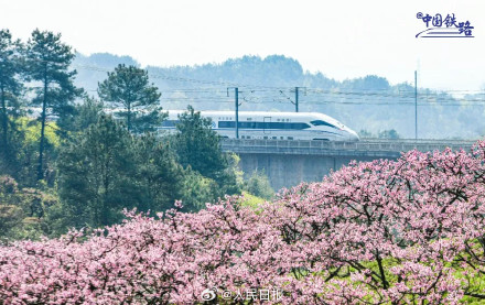 列车花海同框自带氛围感