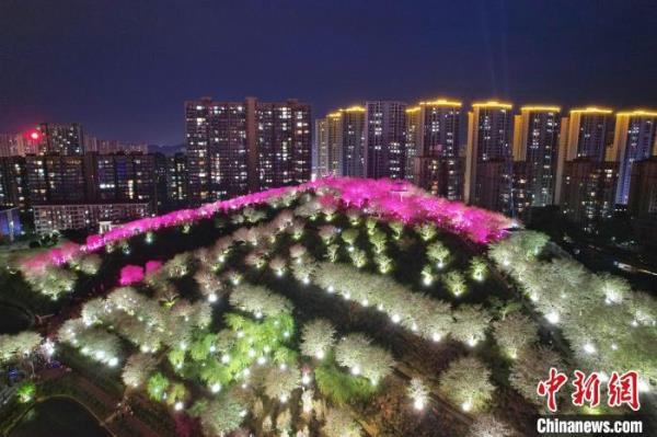 长沙夜樱盛开 市民夜间赏春色