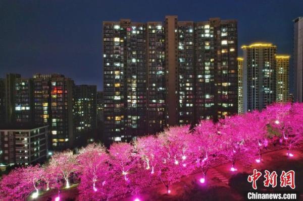 长沙夜樱盛开 市民夜间赏春色